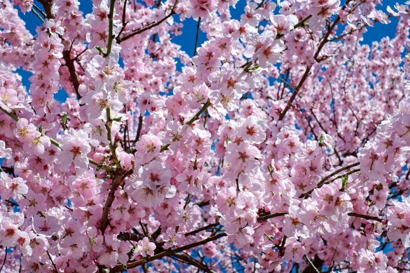 桜の花言葉に宿る「私を忘れないで」の意味