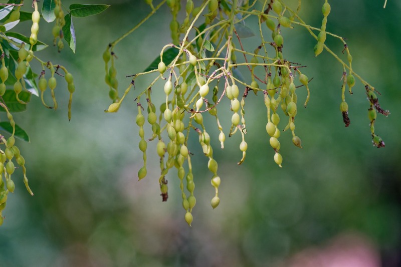 槐（えんじゅ）の花言葉が示す意味とは？